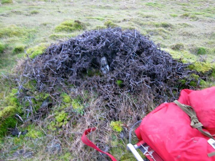 evergreen species. I collect trees with as much root as possible, but I have put roots on trees that have not had any.