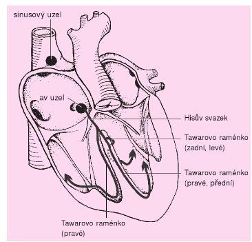 Příloha B: Defibrilační elektrody nalepovací Zdroj: http://ppp.