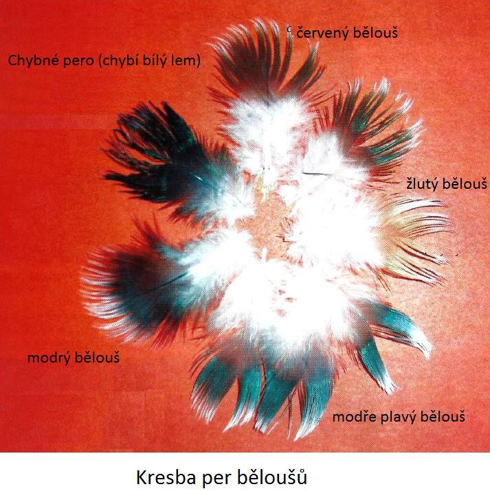 To platí v mírnější formě taktéž pro modré plavé (stříbřité), letky mohou mít méně intenzivní zbarvení. Okrová barva opeření volete je závadná. Pruhy ne široké, čisté, plně probíhající a oddělené.