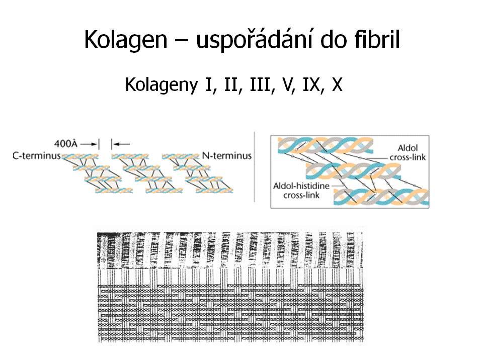 2010). Hlavní komponentou extracelulární matrix u PEC jsou kolageny typu I a III (obr. 32). Kolagen I je nejčastěji přítomen v kůži, šlachách, vazivu, kostech, v rohovce atd.