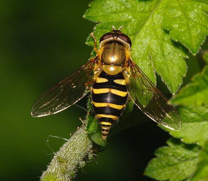 PESTŘENKA RYBÍZOVÁ 1. Dospělci se živí nektarem a pylem. 2. Zelenavá nebo hnědavá larva má na hřbetěčervenou kresbu. 3.