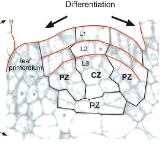 A longitudinal section through the Arabidopsis shoot apex The approximate outlines of the central zone (CZ), peripheral zone (PZ) and rib