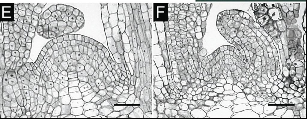 Vliv cytokininů na vývoj SAM Arabidopsis kontrola Werner et al.