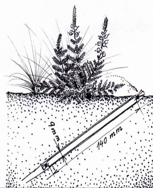 Obrázek 2 Schematické znázornění iontoměničové sondy zapravené do půdního profilu Metodou přímé aplikace iontoměničových sondiček do půdy a porovnáním získaných výsledků s produkcí plodin dostává
