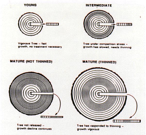 Mladý Mladý Strom bez konkurenčního tlaku Středně starý bez výchovy Strom dorostlý okolními konkurenčními stromy