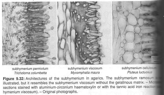 Heinz Clémençon: Cytology and Plectology of the Hymenomycetes. Bibliotheca Mycologica, vol. 199. J. Cramer, Berlin-Stuttgart, 2004.