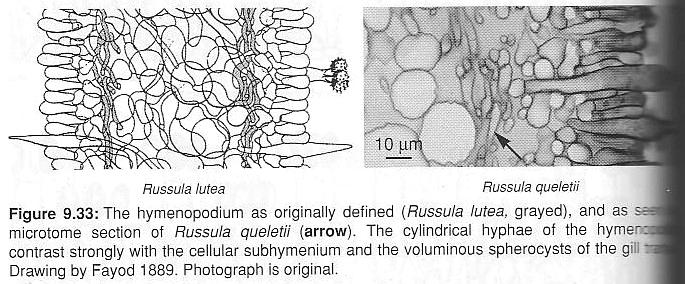 není odlišováno od subhymenia. Subhymenium je vrstvička buněk pod hymeniem, v níž vznikají hymeniové elementy mohou je tvořit nepravidelně propletené hyfy (s.