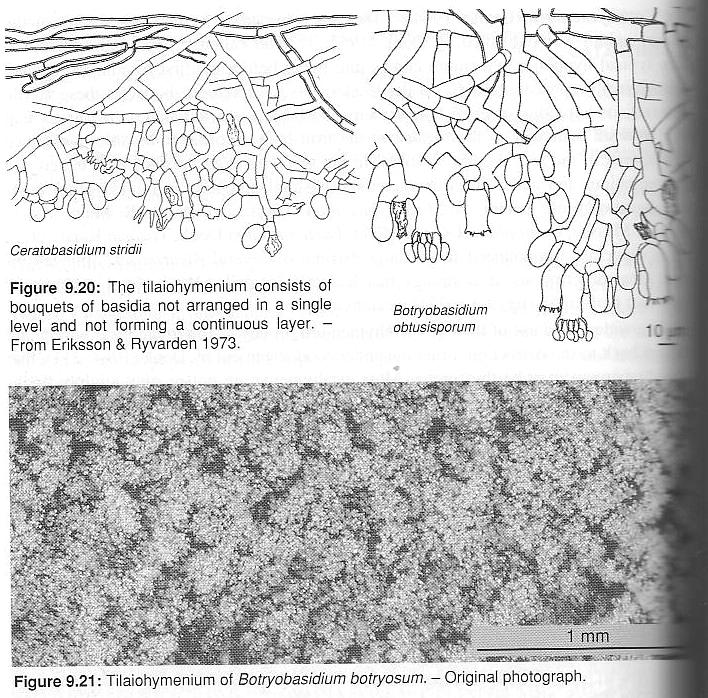 euhymenium bazidie se tvoří na větvených hyfách vyrůstajících ze subhymenia,