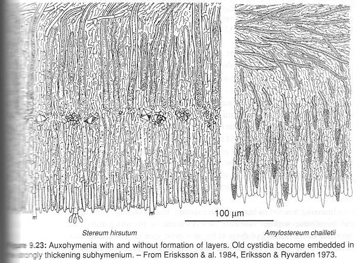 leptohymenium svazky bazidií na "větvích" hyf tvoří souvislou vrstvu, nově tvořené