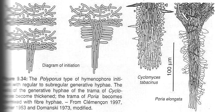 Clémençon: Cytology and Plectology..., 2004.