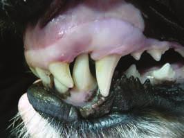 Je to jednak zkušenost veterinárního stomatologa ortodontisty, který rozhoduje, zda vůbec a jakým způsobem lze ošetření provést.