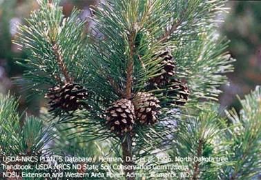 řád: Pinales čeleď: Pinaceae (borovicovité) Pinus sylvestris