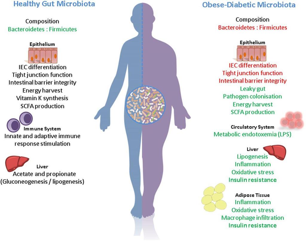 Mikrobiom a obezita Elaine Patterson, Paul M Ryan, John F Cryan, Timothy G Dinan, R Paul Ross,Gerald F