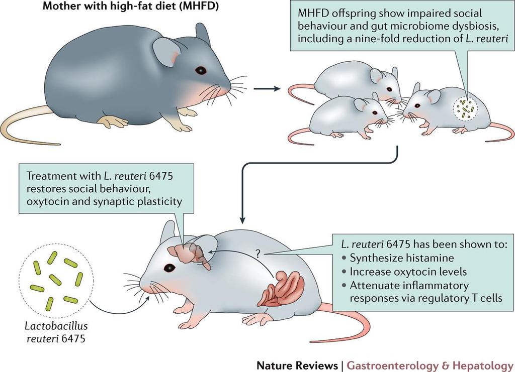 Ukazuje se na zvířecích modelech vztah mezi high-fat diet matky a poruchou chování jejich potomků Zde hraje roli množství specifických komponentů produkovaných patologickou mikrobiotou, které pak