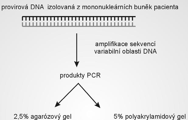 ANALÝZA POHYBLIVOSTI HETERODUPLEXŮ (HMA) Metoda: 1. PCR amplifikace cílové sekvence 2.