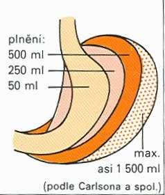 Žaludek Funkce skladování,, mechanické a