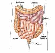 Tenké střevo 3 části Duodenum Jejunum Ileum