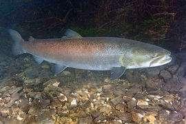 obecný (Salmo trutta) Lipan