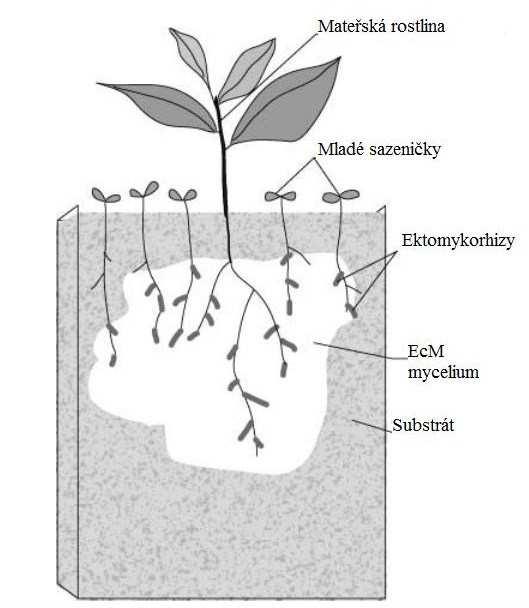 Příkladem určité formy efektu chůvy by mohl být vztah k semenáčkům u Salix reinii Franch. et Sav., která žije na lávových polích sopky Fuji. Ranně sukcesní S.
