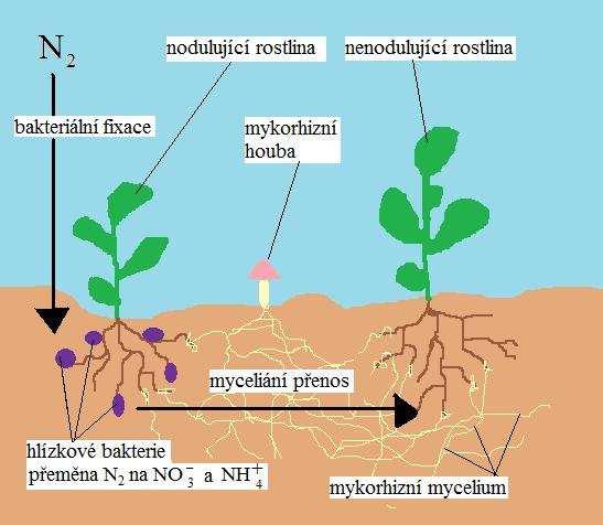 Obrázek 6. Schéma fixace vzdušného dusíku a přenosu skrze CMN. Poznámka: Ne všechny mykorhizní houby tvoří nadzemní plodnice. 3.4.