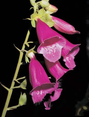smûlek tíhl (Koeleria macrantha), chrpa por nská (Acosta rhenana), rûïe keltská (Rosa gallica), hlaváã Ïlutav (Scabiosa ochroleuca), ovsífi luãní (Helictotrichon pratense), jetel Ïíhan (Trifolium
