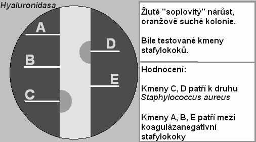 Hyaluronidáza (test dekapsulace) levný a elegantní test. Potřebujeme opouzdřený kmen, např. Streptococcus equi. Naočkujeme jej na agar jako pás. K němu kolmo testované kmeny.