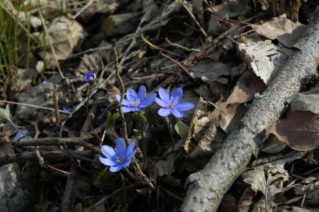 Hepatica