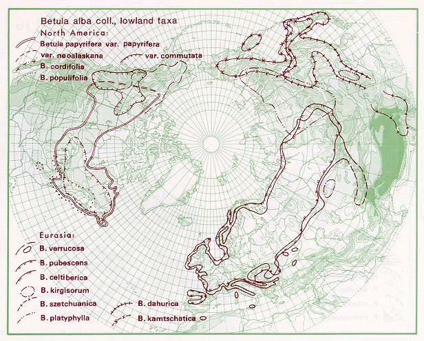 Betula pendula výška 15-25 m stáří 100-150 let kvetení ve věku 10-15 let interval kvetení každoročně růst semenáčků velmi rychlý výmladnost nulová kořenový systém