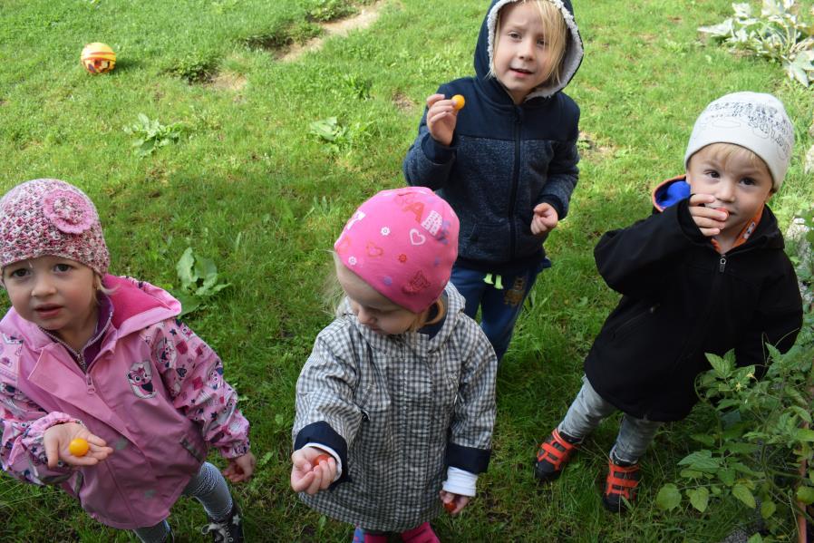 Děti ho mají velmi rády, často nestíhá ani dozrát a už ho chodí ozobávat.