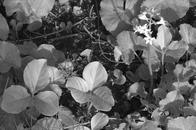 3: In alder carr in natural monument U Kaštánku can be again found Menyanthes trifoliata (abundantly Tephroseris