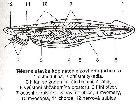 BEZLEBEČNÍ kopinatci: jako drobné rybky hřbetní a břišní ploutevní lem > v ocasní ploutvičku pár