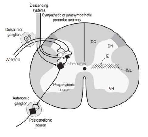 Výsledná aktivita pregangliového autonomního neuronu závisí na povaze periferní aferentace (modalita, lokalizace, délka trvání a intenzita) a supraspinálních požadavcích.