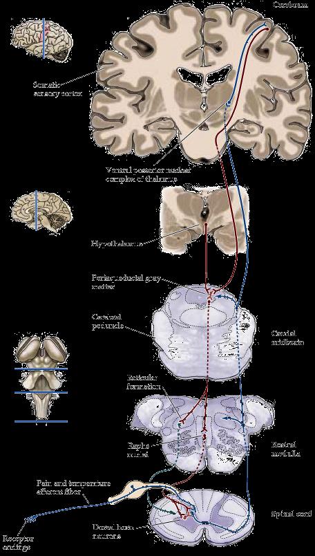Descendentní dráhy modulující bolest Somatosenzorický