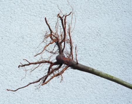 Vlastní výsadba k 1 kůlu Úprava stromku - seříznutí kořenů - na zdravé pletivo - řezné plochy co nejmenší Vlastní výsadba - 2 osoby - hloubka jako ve školce