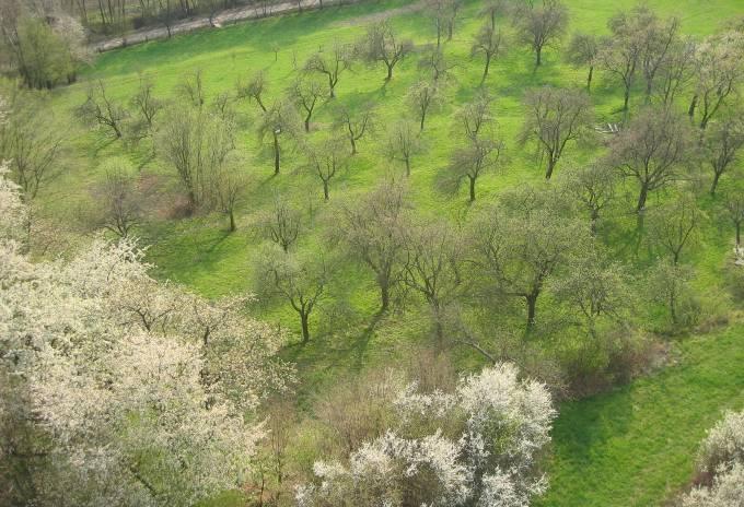 Péče o doprovodné dřeviny Možná součástí ovocných výsadeb Podpora mimoprodukčních funkcí a regulace nežádoucích organismů.