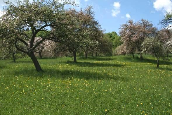 jam - omezené hnojení Funkční biodiverzita Pestrost sortimentu ovocných dřevin Využití funkční biodiverzity