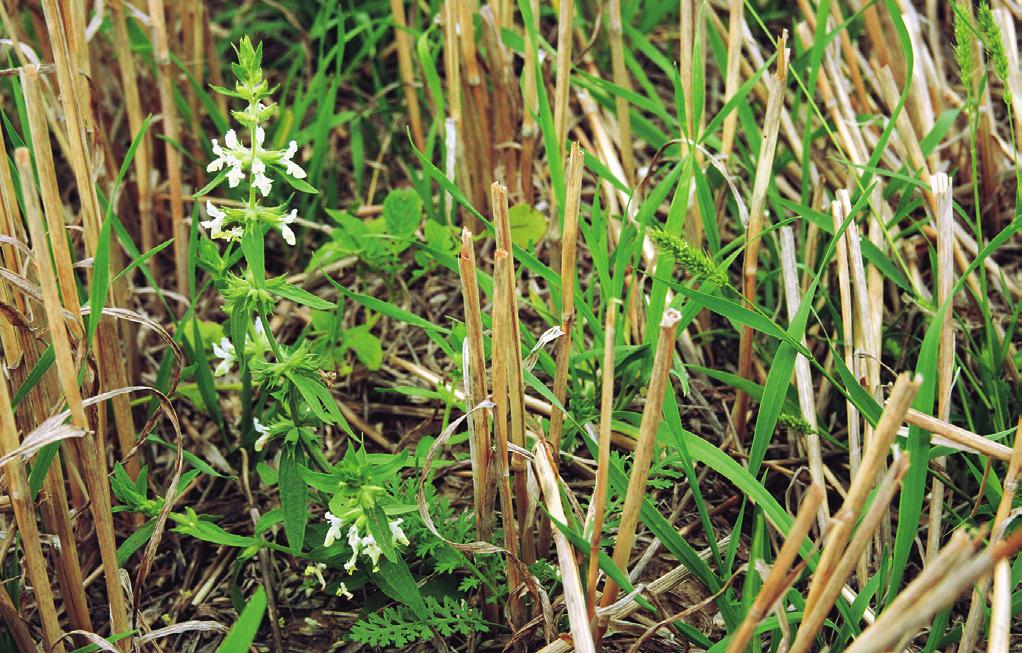 Caucalidion XBA04 Stachyo annuae-setarietum pumilae Felföldy 1942 corr. Mucina in Mucina et al. 1993 Bazifilní plevelová vegetace obilných polí s čistcem ročním Tabulka 3, sloupec 4 (str. 96) Orig.