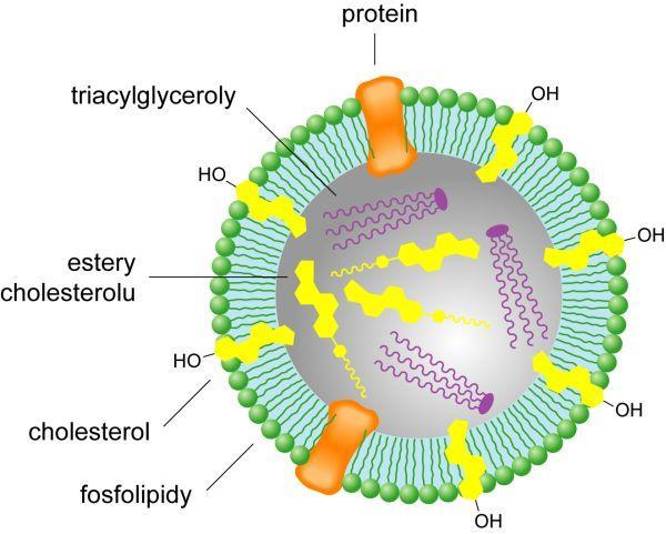 Lipoproteiny Nepolární jádro: TAG a E Povrch