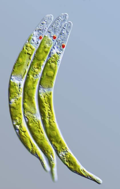 Euglena