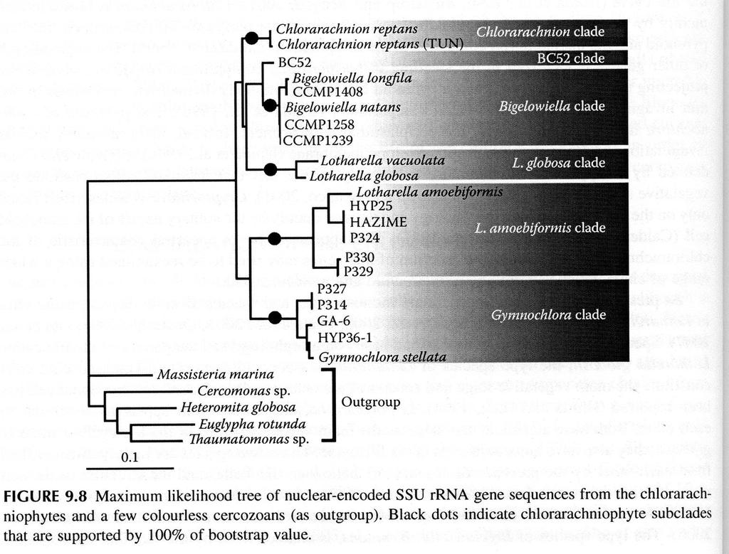 Fylogeneze chlorarachniofyt na základě genu pro