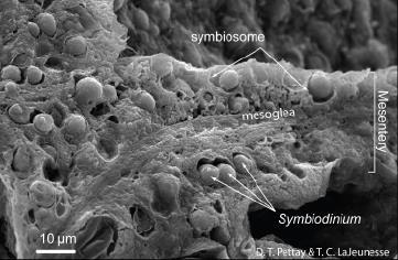 Symbiodinium