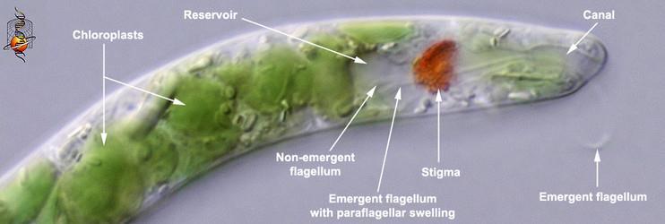 evoluční předkové krásnooček - bičíkovci podobní kinetoplastidům (např.