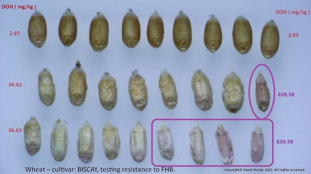 Obr. 2: Poškození zrn po umělé infekci F.