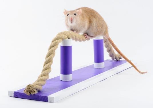 IX. Rattus agilis neděle 12. 8. 2018 V posledních době jsou soutěže v překonávání překážek nebo předvádění různých triků na potkaních výstavách stále víc a víc oblíbené.
