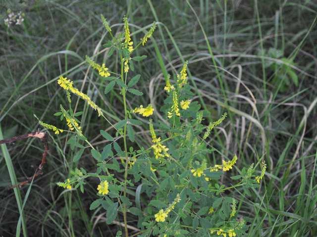 Melilotus officinalis, komonice lékařská JN; Melilotus officinalis Obrázek vpravo, Amada44,