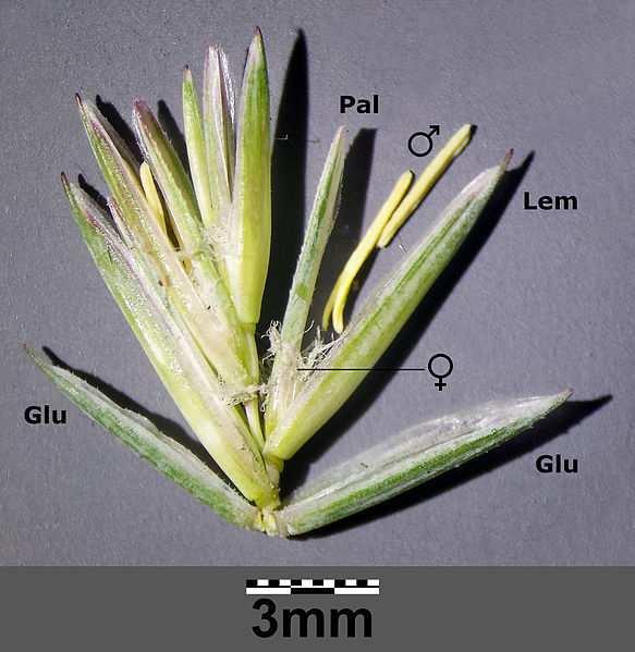 Složená květenství klásek (spicula) vzniká silnou redukcí klasu typický pro Poaceae složení listen nebo 2 listeny podepírající klásek pleva (Glu) listenec, z jehož úžlabí vyrůstá květ = plucha (Lem)
