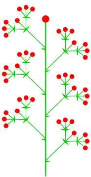Složená květenství thyrsoid monotelní hlavní stonek i boční větve (jako lata) boční větve vrcholičnatě větvené (na rozdíl od laty) spodní boční větve jsou často tvořeny opět thyrsoidy heterokladický