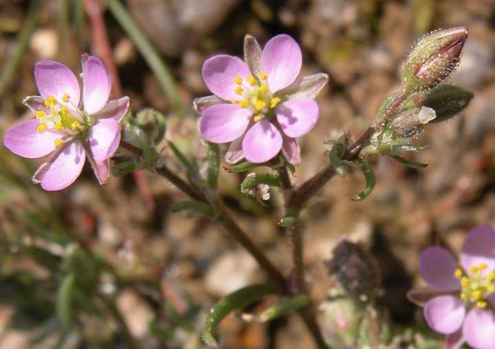 Složená květenství odvozená od thyrsu a thyrsoidu vidlan (dichasium) základní typ dvouramenného vrcholíku (Caryophyllaceae), na vřetenu se vždy vytváří vstřícná dicházia v každé uzlině (= složená