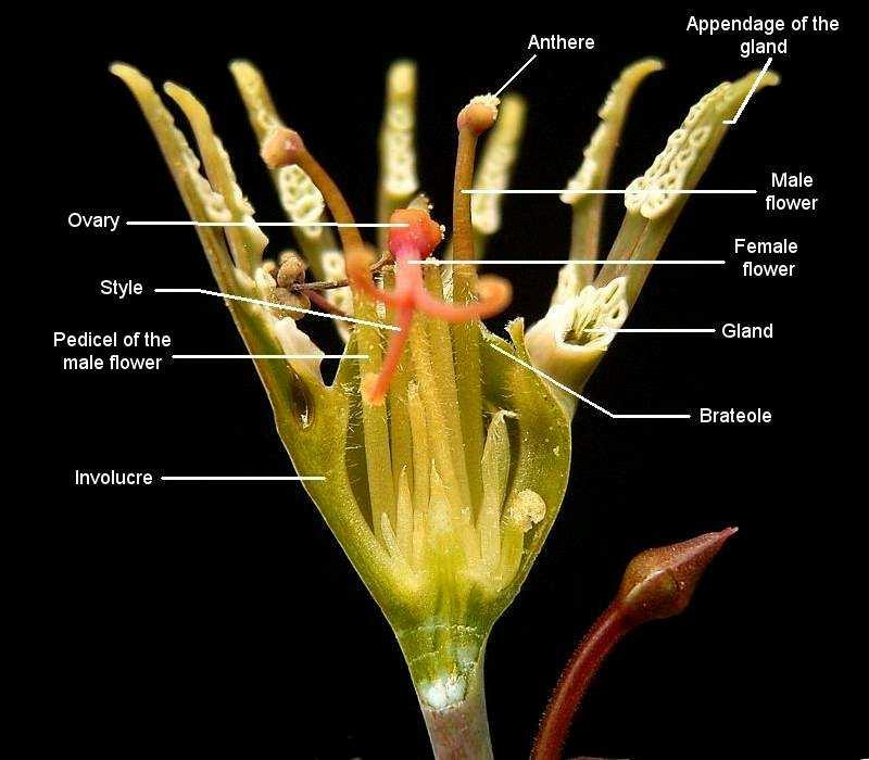 samčích květu (redukované na 1 tyčinku) Euphorbia palustris JN; Obrázek vpravo Ies, edited by