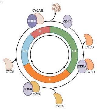 Regulace průběhu BC rostlin: 1. START (M/G1): nízká koncentrace cyklinu D, CDKA neaktivní 2.